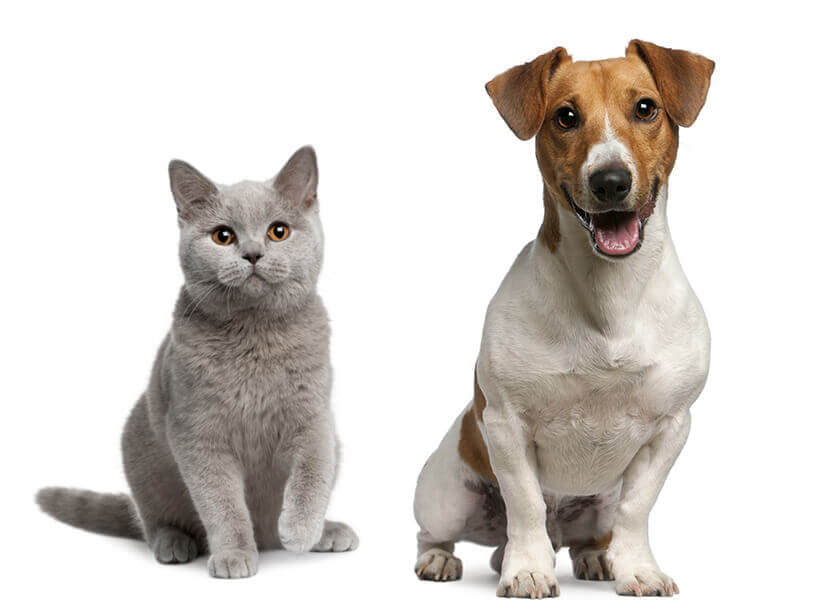 Pes a mačka